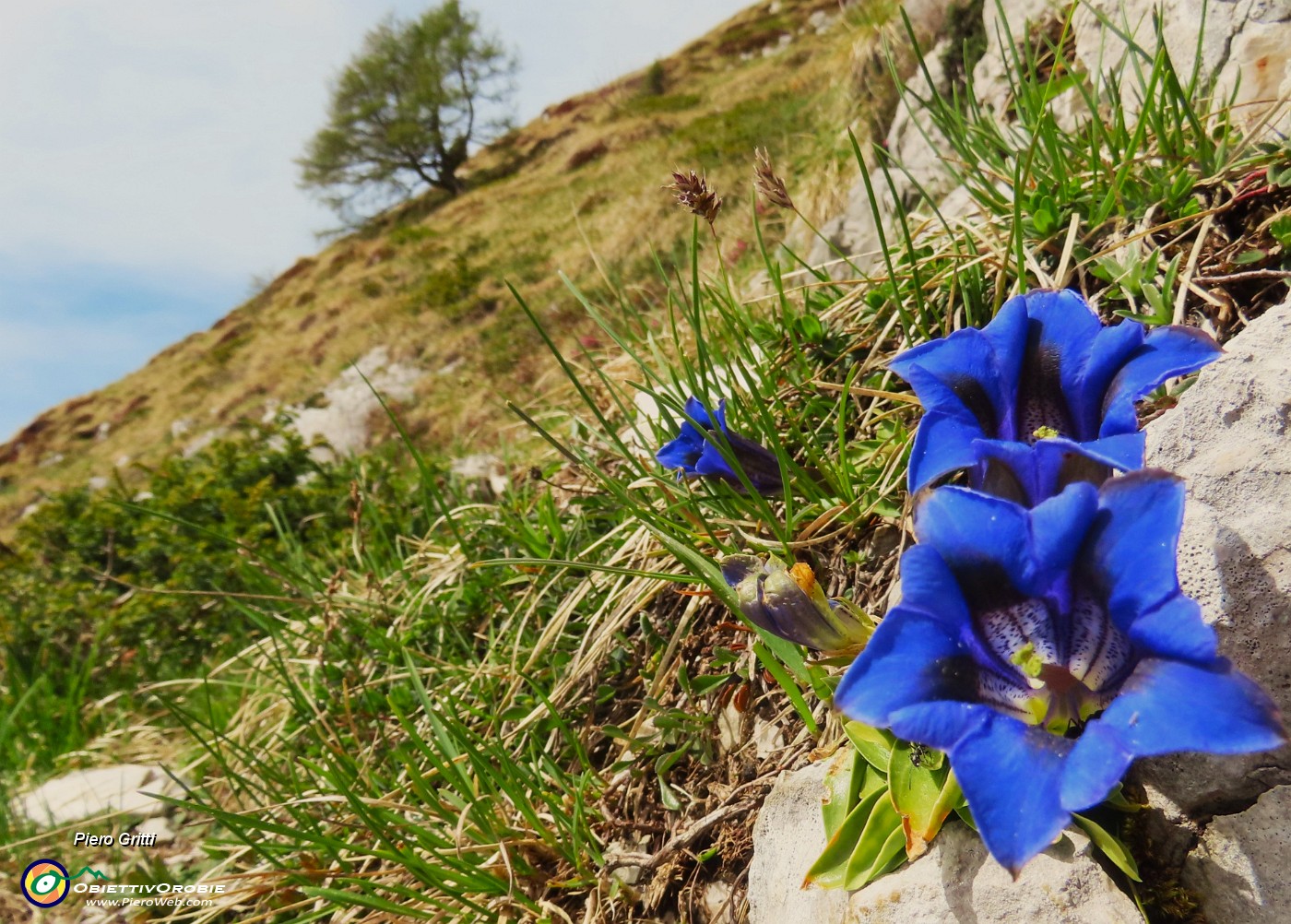 37 Gentiana clusii (Genziana di Clusius).JPG